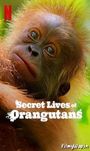 Secret Lives of Orangutans (2024)